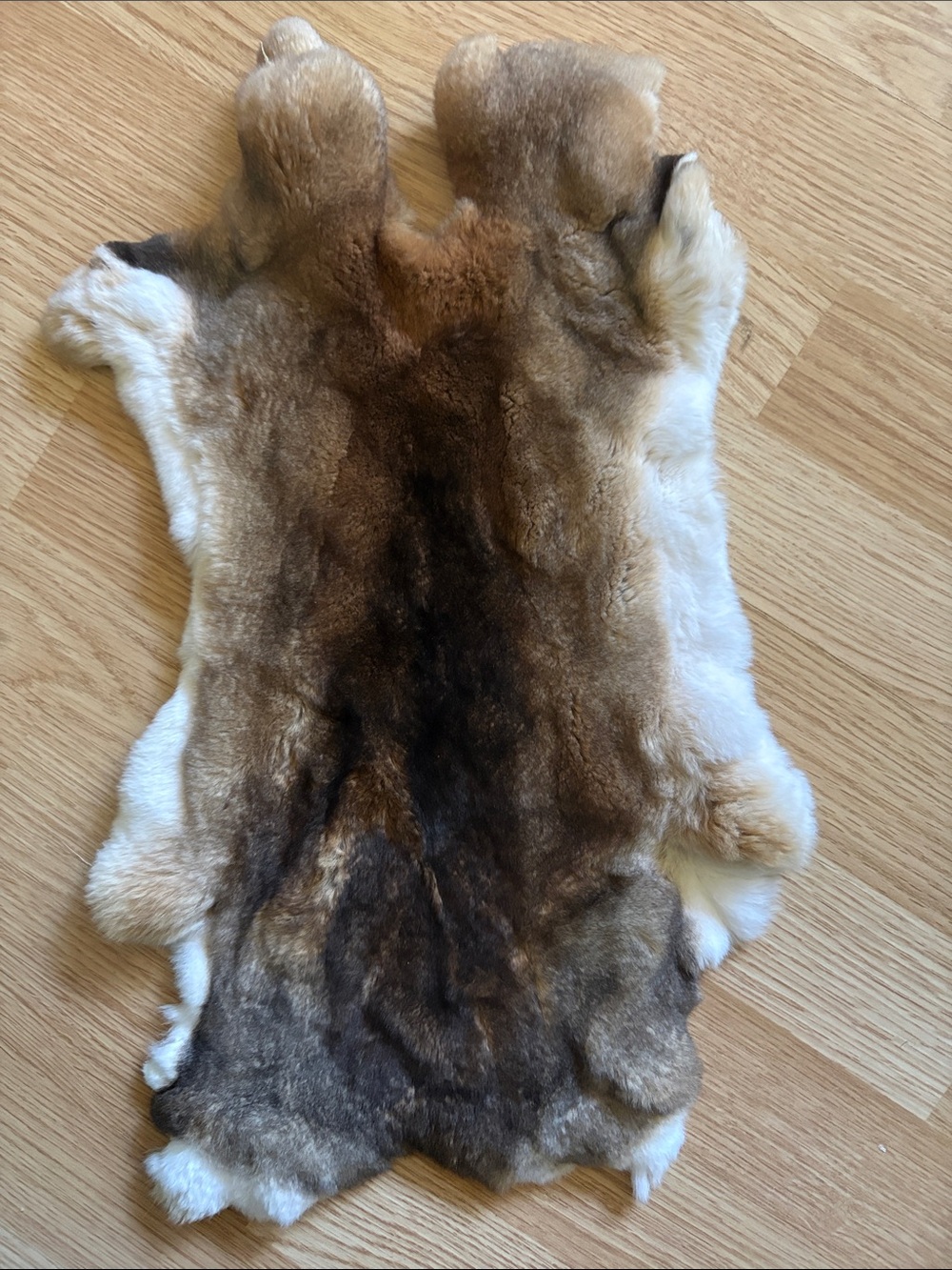 B0075 Rex rabbit hide crafts decor
